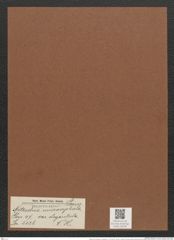 Nitzschia microcephala var. elegantula V. H. (de-Toni-Nr.: Genus 47, Species 2126) Zeichnungen Sammlung Grunow Mappe 02248 (Herbarium_W_Grunow_drawings_Folder_02248)